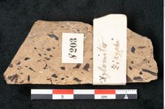 Foto (Detailansicht) von Xylomites zizyphi Ettingshausen (NHMW-GEO-2024-0188-8203)